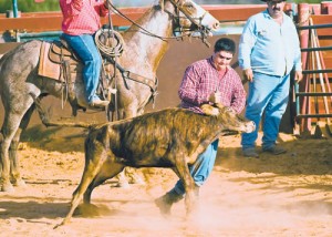 Clint Matias takes down a calf in chute dogging